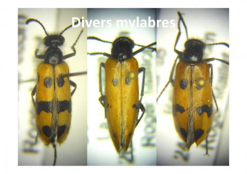 Mylabris connata